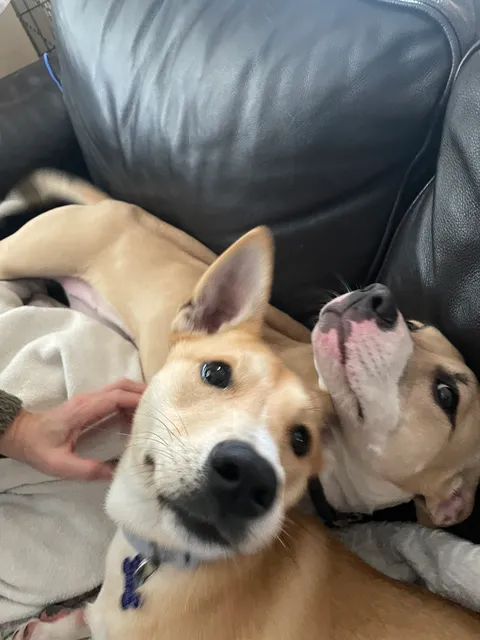 Cincinnati Animal CARE Colerain Campus - Hamilton County Animal Shelter