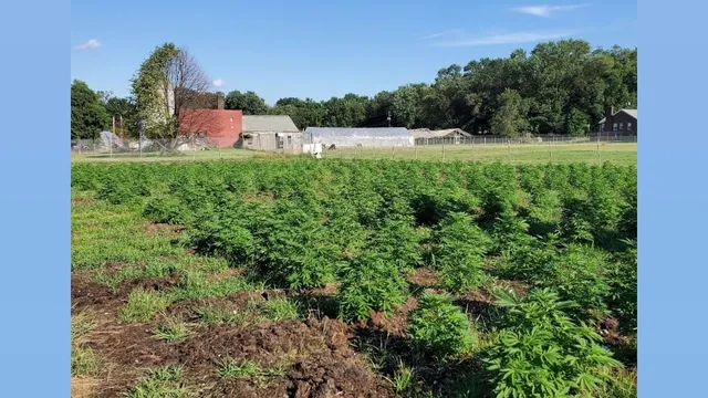 Holistic Harvest Farms