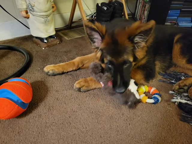 Snyder's Country Pet Food