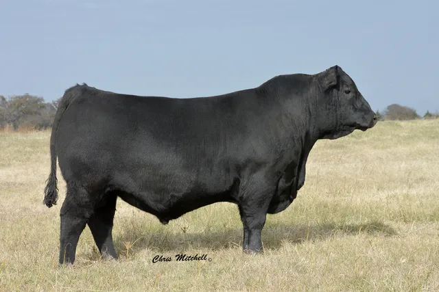 Albrecht Ranch Angus