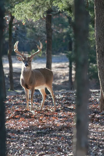 Triple “R” Ranch