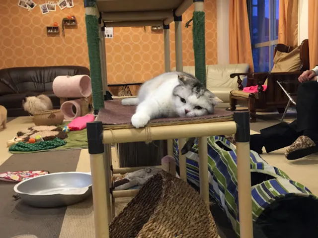 Neko Cafe Naru