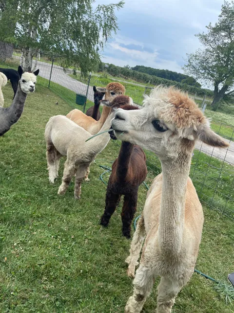 Wine Country Alpacas