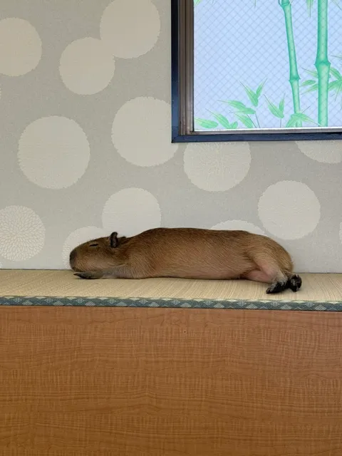 CAPPINESS Shinjuku Capybara Cafe