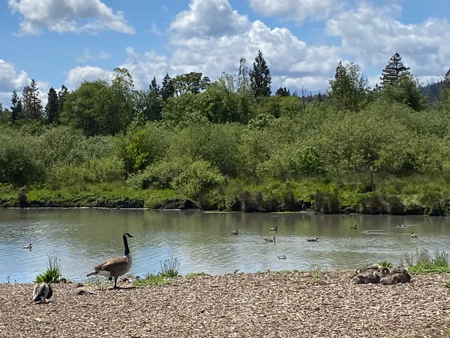 Roseburg Duck Pond