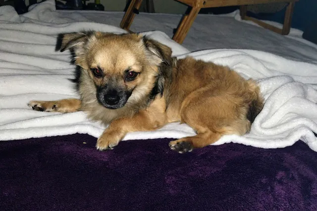 Humane Society of North America - Spay & Neuter Clinic