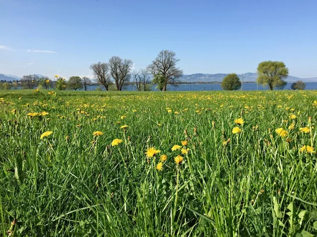 Apartment Hohenweiler