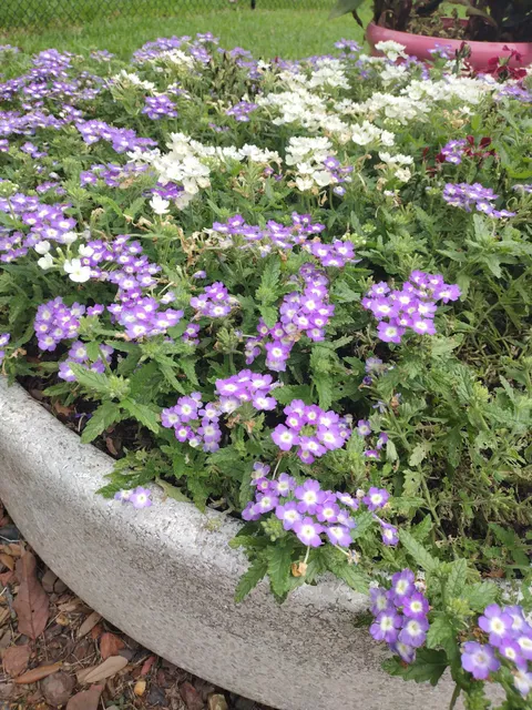 Harrison School For the Arts