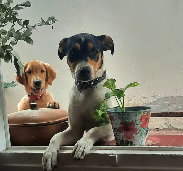 Hostal Canino "Amigos de Bauti"