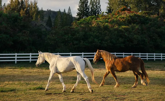 Stables at Turtle Bay