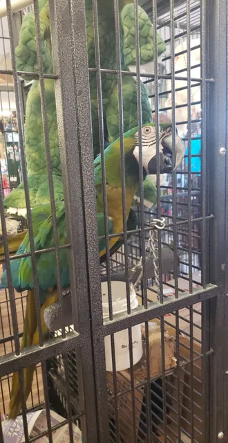 Animal Kingdom Grooming