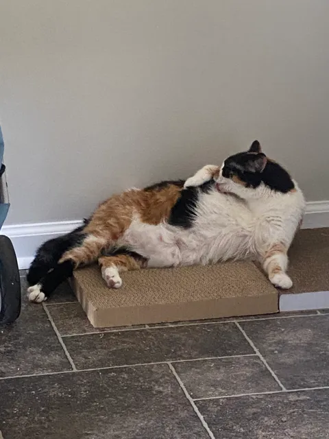 Paws in Middle Georgia Animal Rescue