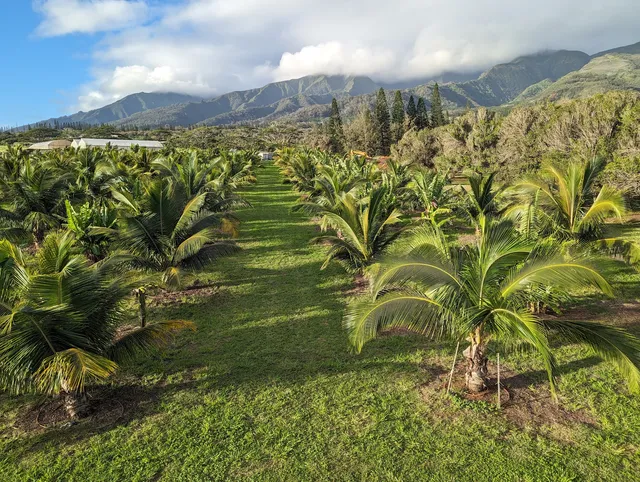 Maui Macadamia Tours