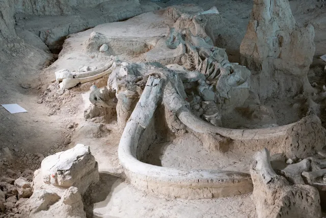 Waco Mammoth Dig Shelter