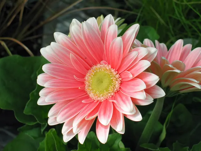 Ebert's Greenhouse Village