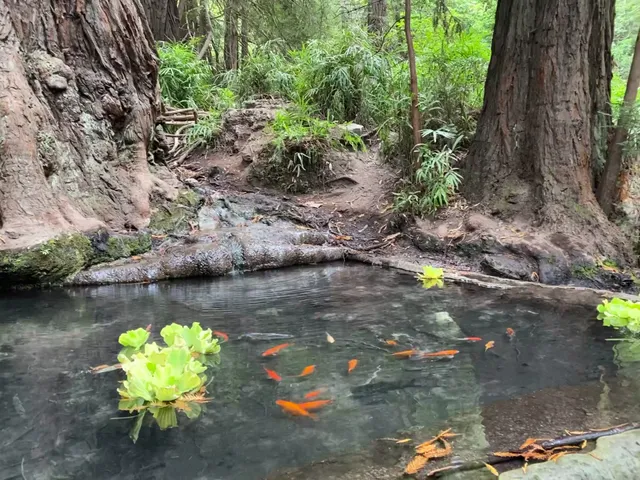 Pogonip Koi Pond