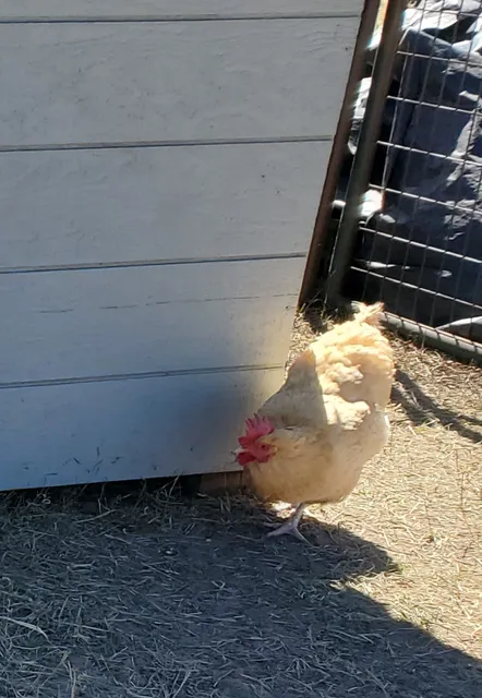 Colorado Pumpkin Patch