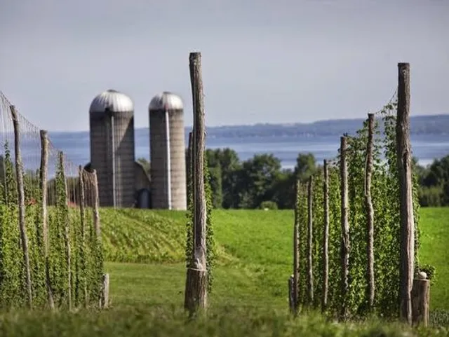 Climbing Bines Hop Farm & Brewery