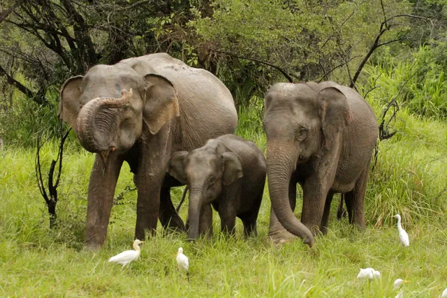 Wasgamuwa National Park