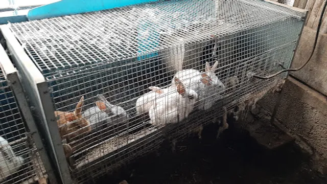 Antico Borgo - HOSTARIA e PIZZERIA