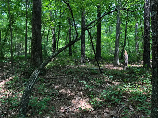 Iron Hill Trail Head