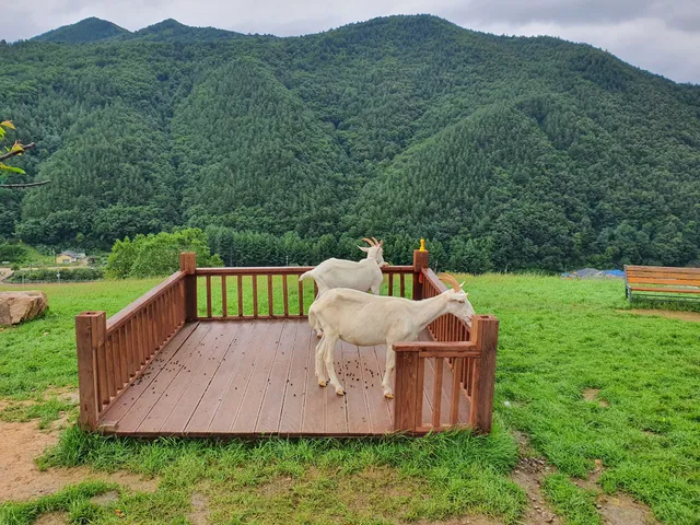 백두대간산양목장