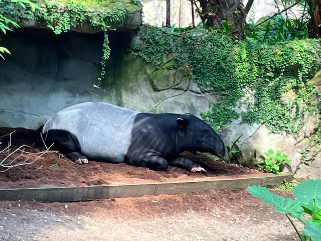 Schabrackentapir