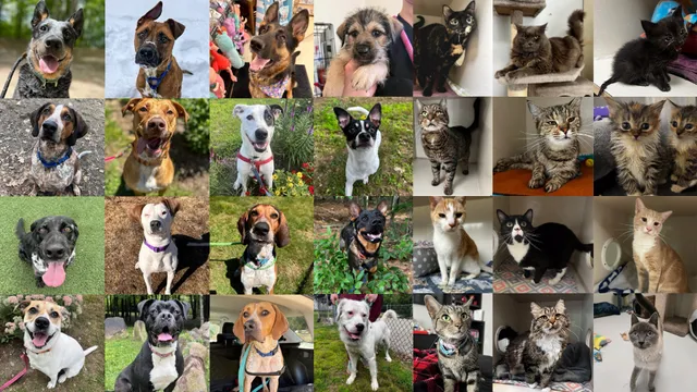 Conway Area Humane Society