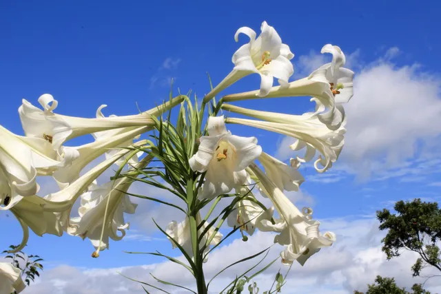 Lilium Formosanum Secret Garden