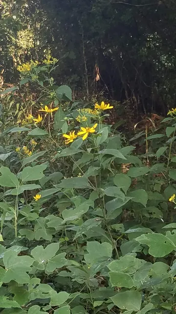 Carolina Thread Trail