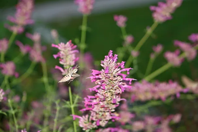 Harmony Gardens - A SiteOne Company