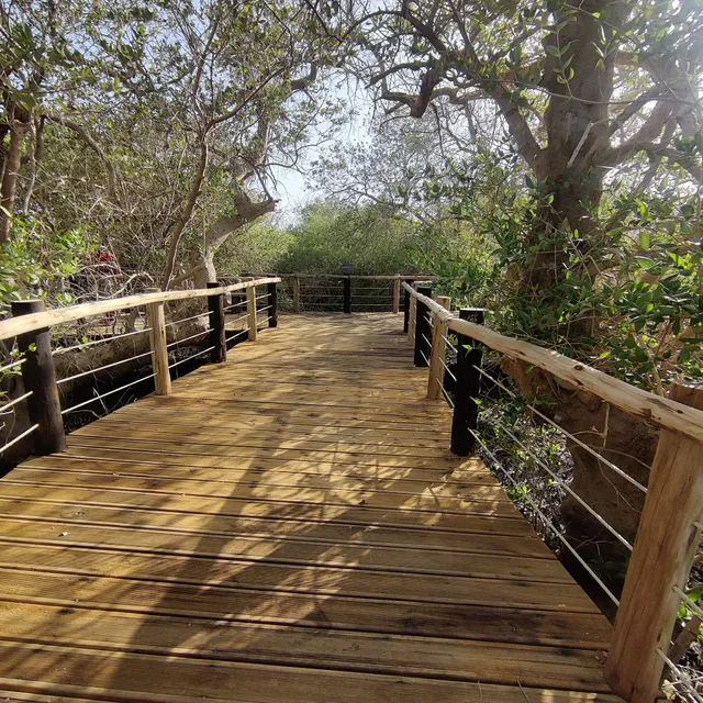 Khor Kalba Mangrove Centre