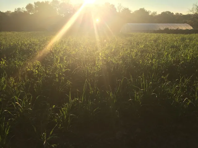 EarthDance Organic Farm School