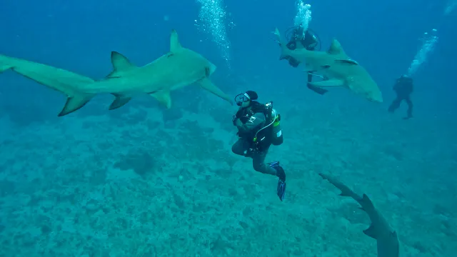 Swim With Sharks