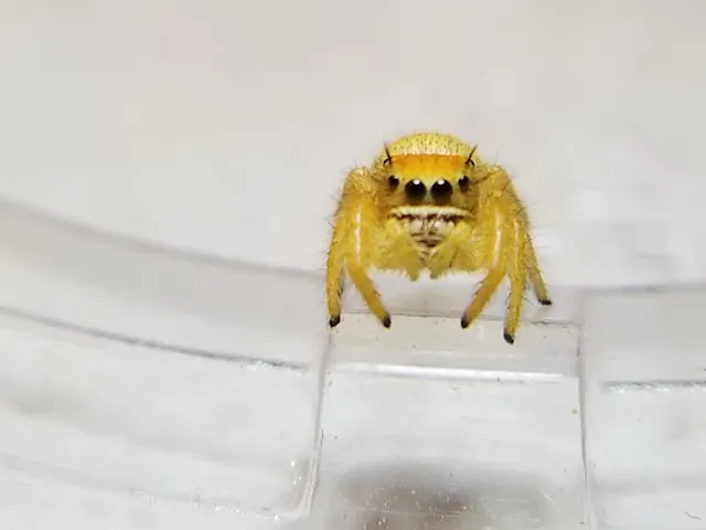 Jumping Spiders for Sale