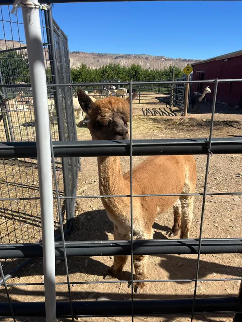 Suncrest Orchard Alpacas and Fiber Works