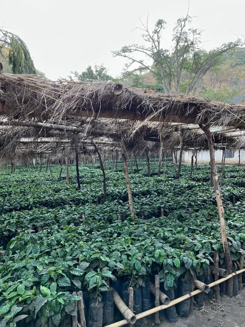 Utengule Coffee Farm
