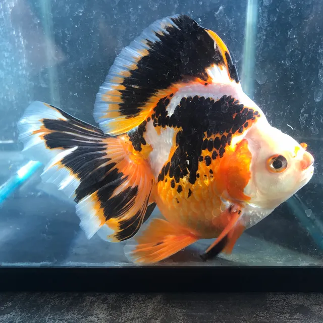 金魚専門店カハラ