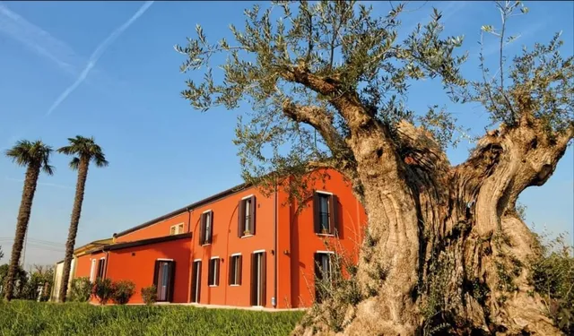 LA VIOLETTA di TESSARIN VIOLETTA