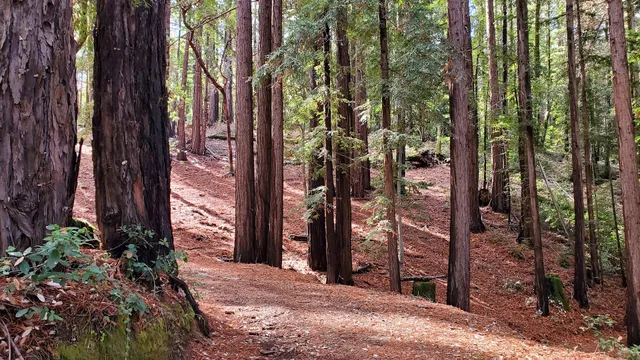 Purisima Creek Redwoods Roadside Parking