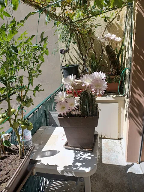 Trattoria L’Isola Dei Pirati Con Chef Miky