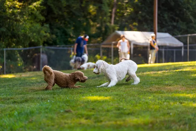 Sol's Dog Park - Members Only