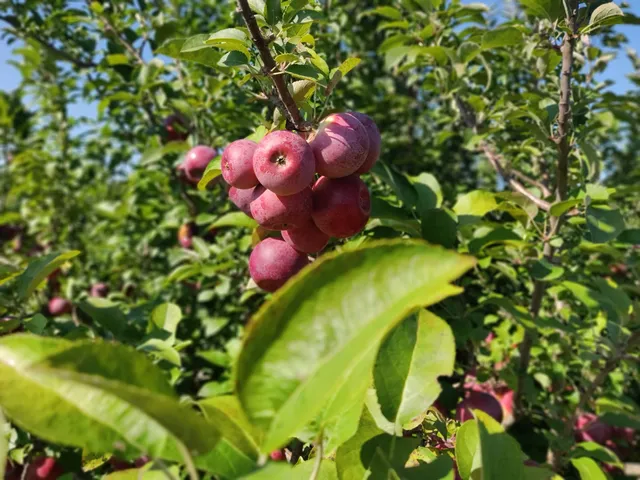 Woodstock Country Orchard