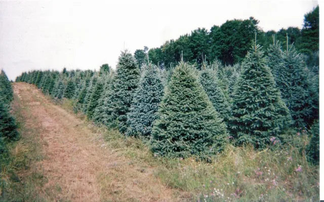Paul LaTorre's Christmas Tree Lot