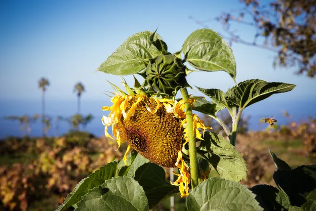 Bodega Ecológica Finca Marañuela. Vinos naturales en Tenerife