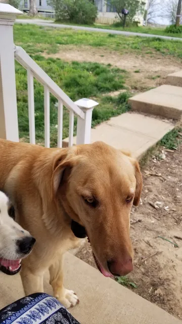 Humane Society of Muhlenberg