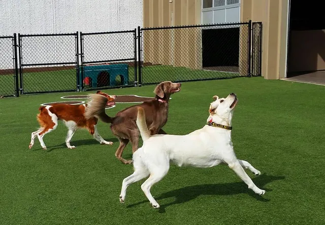 Bark-A-Bout Pet Activity Center & Resort