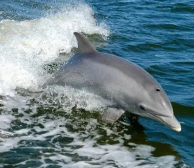 Gasparilla Boat Tours