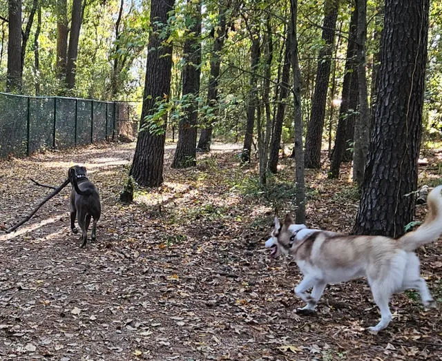 Gene Green Dog Park