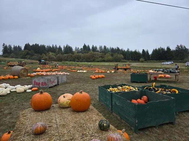 Plumper Pumpkin Patch & Tree Farm